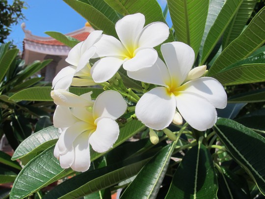Vẻ đẹp ngọt ngào của hoa đại trắng xoá đi những nỗi vất vả của lĩnh đảo Trường Sa