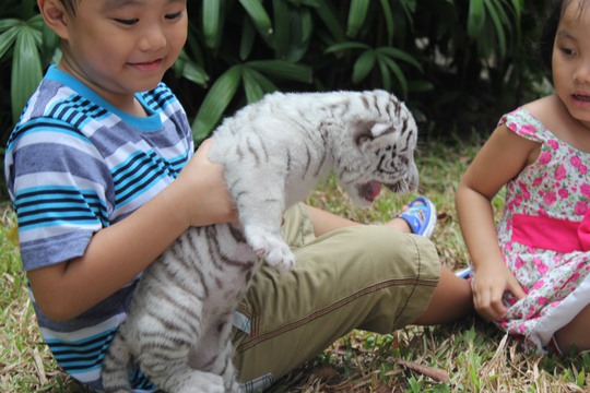 Nhiều em nhỏ thích thú chơi với hổ con.