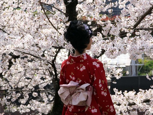 Nhật Bản nổi tiếng với hoa anh đào và ở Kyoto, du khách có thể nhìn thấy gần như đầy đủ loại hoa này.