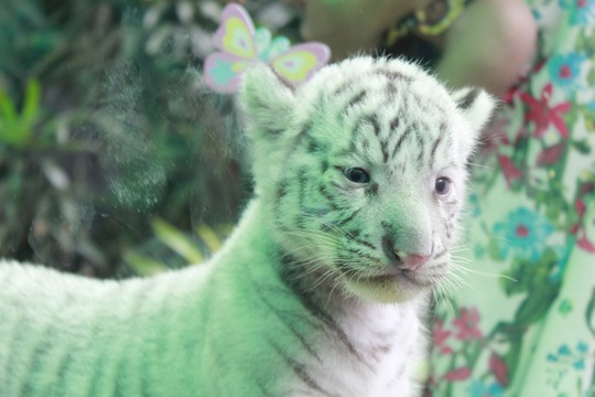 Loài hổ trắng trên thế giới chỉ còn 3.200 con, thuộc động vật quý hiếm.