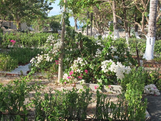 Chỉ trong vòng nửa năm, từ tháng 10-2014 đến nay, hoa đã ngợp trên từng góc nhỏ của đảo Nam Yết.