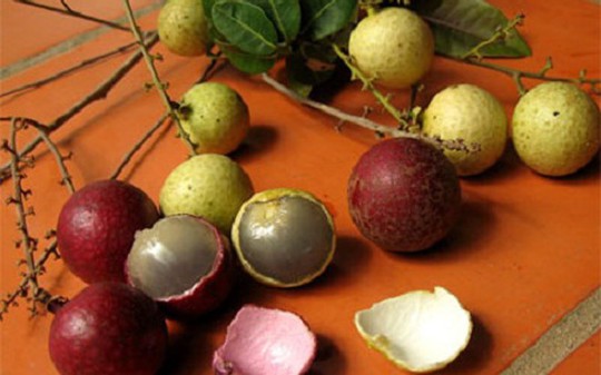 So với các loại nhãn khác thì nhãn tím có trái to hơn, cùi dày, ăn thơm hơn nên được rất nhiều người ưa chuộng.