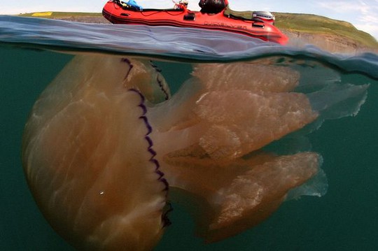 Bức ảnh sứa khổng lồ to gấp nhiều lần chiếc thuyền khiến nhiều người sợ hãi lẫn thích thú