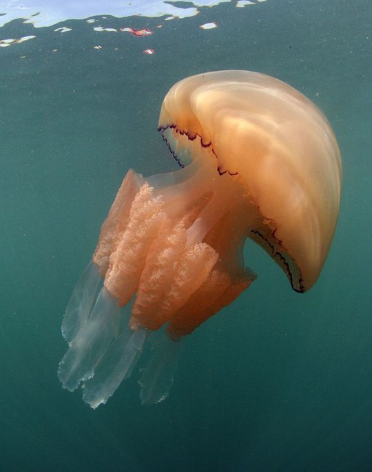 58 Hình ảnh con sứa đẹp dưới đáy đại dương
