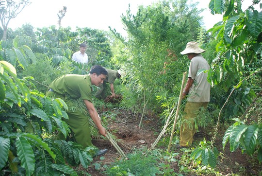 Công an tỉnh Đắk Nông phá bỏ, tiêu hủy cây cần sa trồng 
xen trong rẫy cà phê 
Ảnh: 
Đình Nguyên