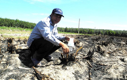 Do thua lỗ, nhiều nông dân Tây Ninh phá bỏ ruộng mía để chuyển sang trồng mì - Ảnh: N.Hậu