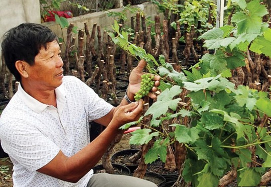 
Một chủ vườn ở Ninh Thuận chăm sóc nho cảnh bán Tết
