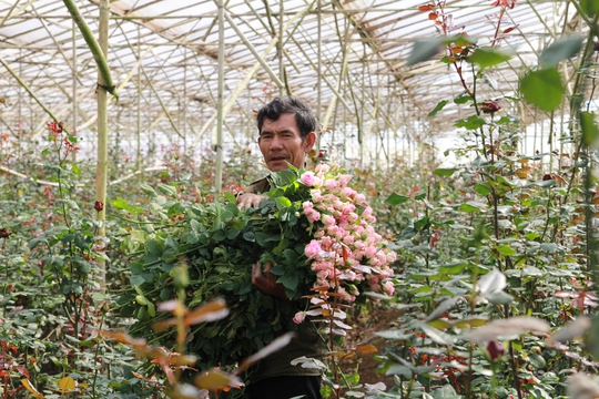 
Ông Nguyễn Thành Quả cho biết giá hoa hồng các loại mua tại vườn từ 3.000 - 4.000 đồng/bông.
