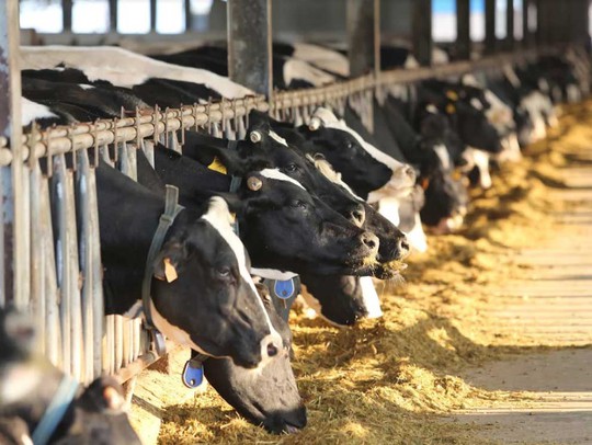 
Ở thị trấn Nông trường Mộc Châu hiện có khoảng 600 hộ nuôi bò sữa

