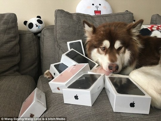 
Chú chó Coco bên những chiếc iPhone đời mới nhất. Ảnh: Weibo
