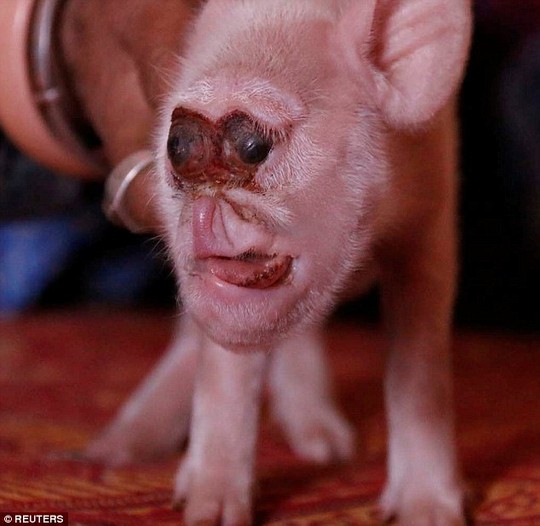 Đặt mua heo hồng cute qua mạng thanh niên nhận về con lợn nhựa mặt mũi  không thể gian manh hơn  Netizen  Việt Giải Trí