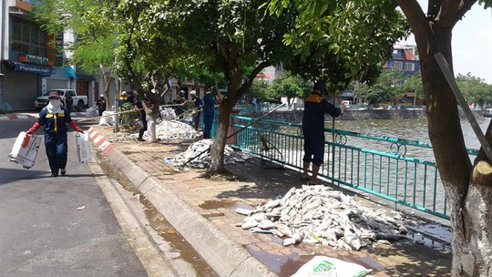 
Cá chết được chất đống trên đường Nguyễn Đình Thi - Ảnh: Bảo Trân
