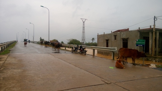 Dọc tuyến đường qua cầu Quảng Hải, người dân đã đưa đàn gia súc lên đường để tránh trú (ảnh Minh Tuấn)