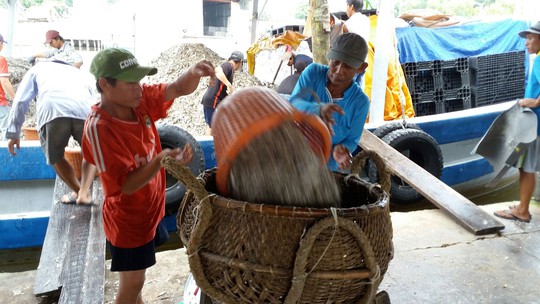 Thu hoạch cá chuyển vào nhà thùng làm nước mắm ở Phú Quốc Ảnh: Văn Quyên