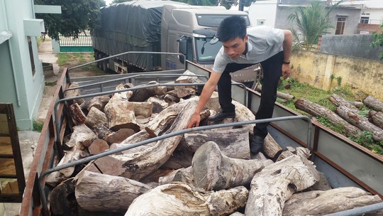 
Xe chở gỗ quý bị tạm giữ tại Hạt Kiểm lâm thị xã Ayun Pa (tỉnh Gia Lai)

