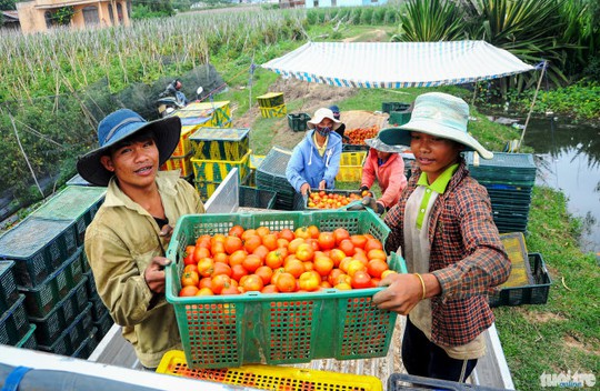Theo các chủ vựa, cà chua lúc này có giá rất cao (13.000 đồng/kg, giá mua tại vườn), tuy nhiên do bị xoăn lá nên sản lượng rất thấp - Ảnh: Lâm Thiên