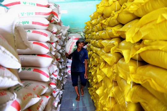 Dù mỗi năm gạo xuất khẩu đem về hơn 3 tỉ USD cho VN nhưng chủ yếu là gạo không có thương hiệu. Trong ảnh: công nhân vận chuyển gạo xuống ghe đưa đi xuất khẩu tại một công ty ở Tiền Giang - Ảnh: HỮU KHOA