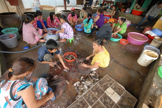 
Phụ nữ và trẻ em làm thịt chuột để cung cấp cho các nhà hàng, khách sạn

