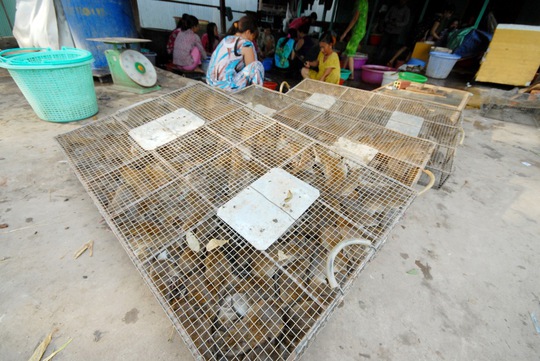 
Thương lái thu gom chuột đồng với giá trên dưới 50.000 đồng/kg
