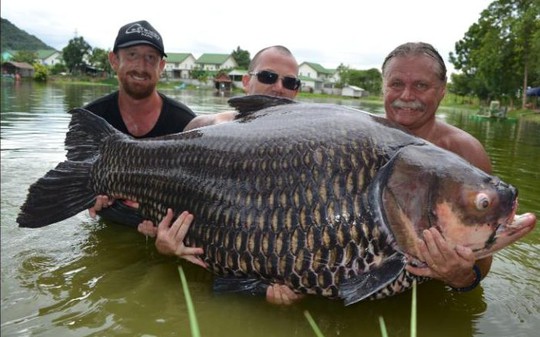 Con cá chip nặng hơn 100 kg. Ảnh: BNPS