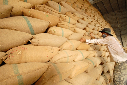 Gạo Việt ngày càng khó xuất khẩu sang Trung Quốc Ảnh: NGỌC TRINH
