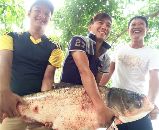 Con cá mè nặng 19 kg là thành quả trong một lần đi săn cá “khủng” của nhóm cần thủ ở thị trấn Cẩm Giàng