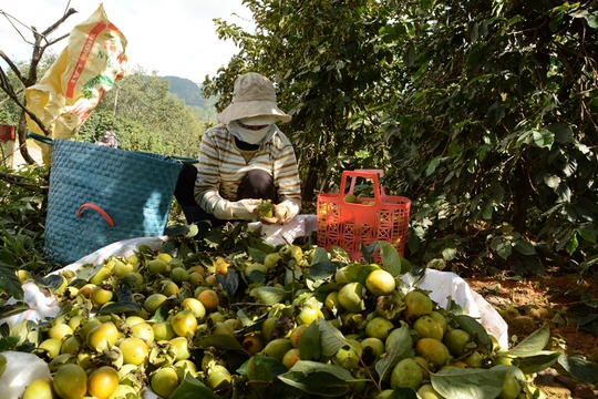 
Hồng Đà Lạt rớt giá thê thảm, không cạnh tranh lại hồng Trung Quốc.
