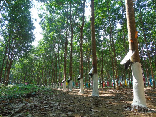 
Sau 9 năm, cây cao su đã sinh trưởng, phát triển tốt trên đất Lai Châu, nhưng điều quan trọng hơn cả là cao su có mủ để khai thác
