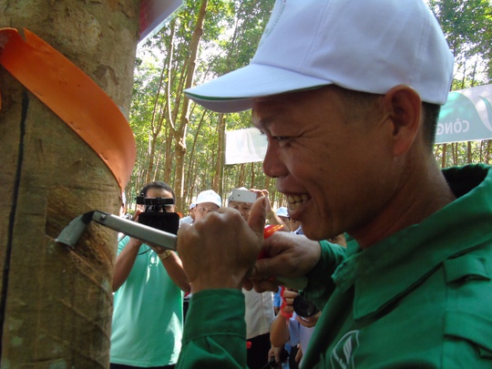 
Công nhân nông trường Lùng Thàng cạo dòng vàng trắng trong niềm vui của nhiều người-Ảnh: Văn Duẩn
