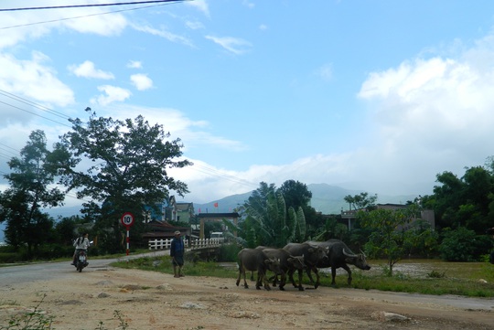 
Người dân ở rốn lũ Đại Lãnh, huyện Đại Lộc cuống cuồng đưa trâu bò lên núi
