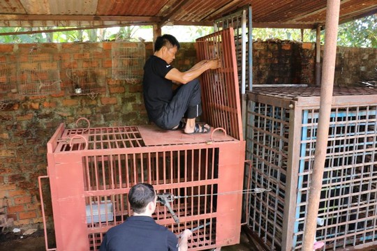 
Các nhân viên cứu hộ đưa gấu ra ngoài lồng sắt
