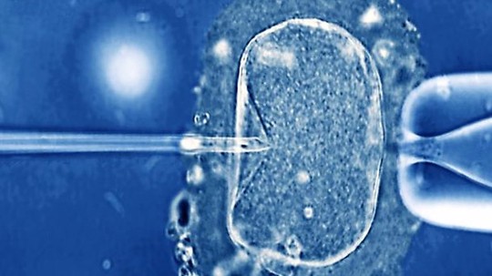 Thanh niên được thụ tinh bằng cách tiêm tinh trùng vào bào tương trứng thường có chất lượng tinh trùng kém. Ảnh BBC
