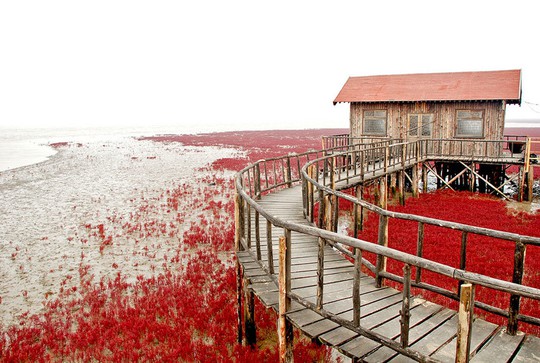 Bãi biển đỏ đẹp như tranh khi thu sang