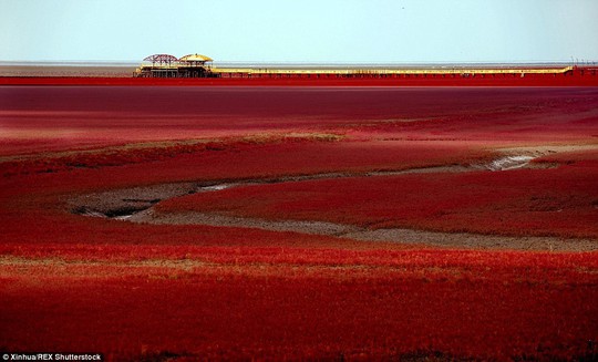 Bãi biển đỏ đẹp như tranh khi thu sang