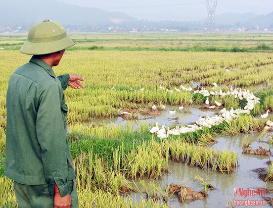 Nhiều năm nay, nuôi vịt thả đồng là nghề chăn nuôi truyền thống của người dân huyện lúa Yên Thành.