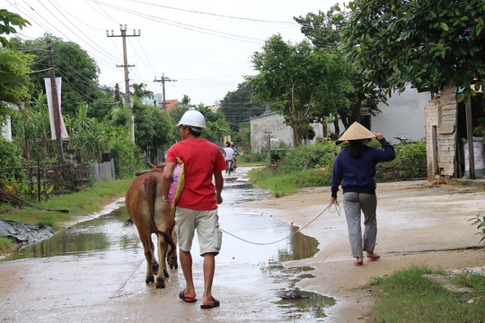3 thủy điện ở Quảng Nam xả lũ, dân cuống cuồng lùa trâu bò lên núi