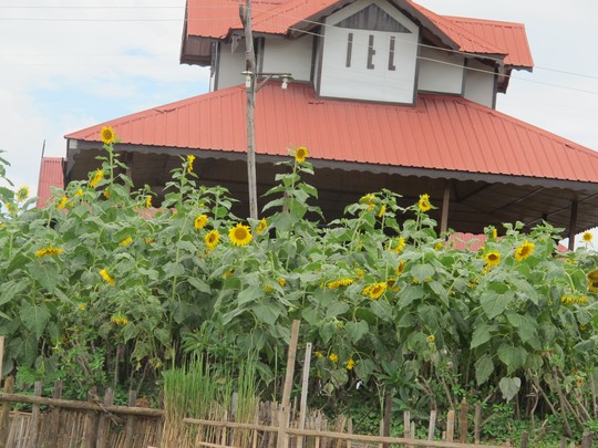 
Ngoài cà chua, ở vùng hồ Inle nhiều loại cây trái khác cũng tốt tươi vô cùng
