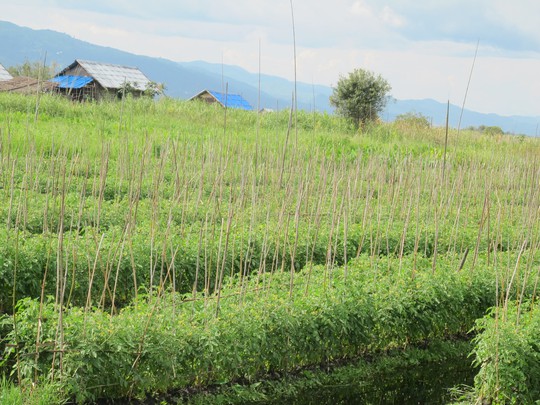 Những cánh đồng cà chua xanh ngút ngàn