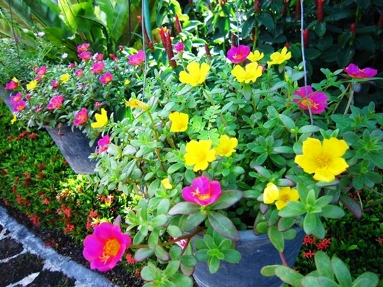 10 loài hoa đẹp nhất để trồng trên ban công nhà bạn | Thị trường NLD
