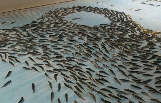 
Hình ảnh hàng con cá được đông lạnh ở sân trượt băng. Ảnh: Japantimes
