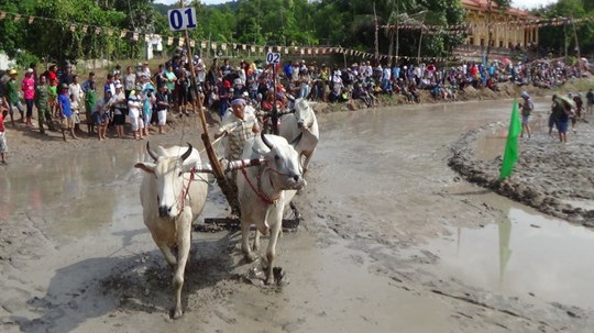 
Lễ hội đua bò hằng năm thu hút hàng ngàn lượt người trong cả nước về An Giang xem dù trời nắng chói chang

Ảnh: BỬU ĐẤU
