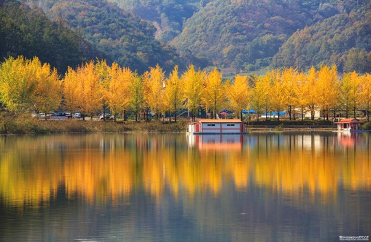 Cây ngân hạnh \nhuộm vàng\ mùa thu Hàn Quốc