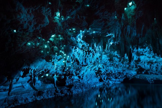 Đom đóm thắp sáng hang động 30 triệu năm tuổi