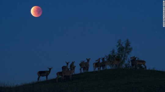 
Siêu trăng máu tại Belarus ngày 27-9 năm nay. Ảnh: AP
