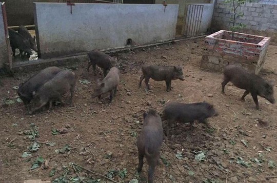 Nhiều người Hà Nội đặt nuôi lợn rừng online ăn Tết