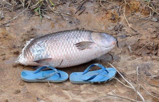 
Con cá chép năng hơn 7kg, bị đàn cá lóc táp mất phần đuôi sau khi được vớt lên - Ảnh: LINH EM
