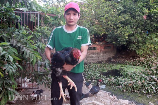 Anh Nguyễn Văn Trường và “linh kê” nặng 5,5kg đạt giải Nhì đơn trống (2016)