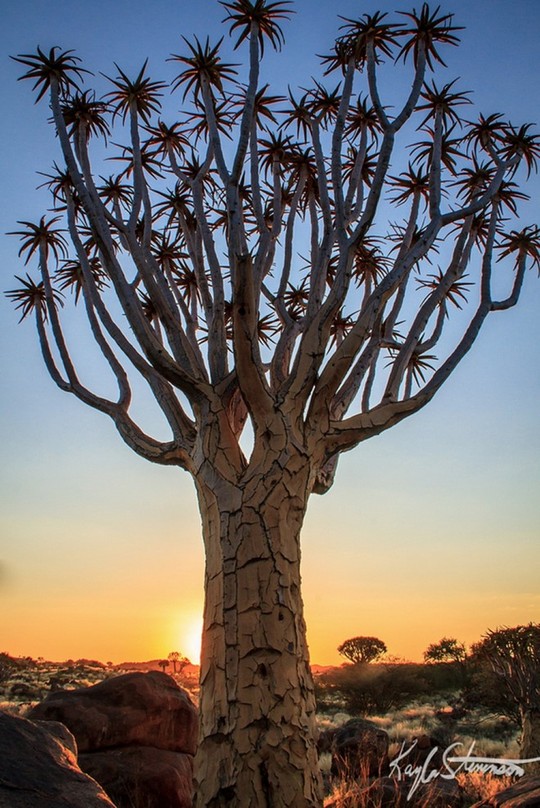 
Một cây thuộc họ măng tây tại Namibia. Ảnh: Kayla Stevenson.
