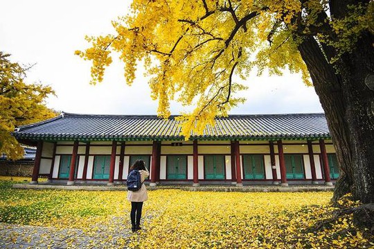 Cây ngân hạnh "nhuộm vàng" mùa thu Hàn Quốc