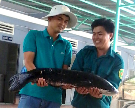 
Con cá lóc bông năng 13kg được các nhân viên ở Láng Sen bắt lên để nghiên cứu - Ảnh: Khu bảo tồn đất ngập nước Láng Sen cung cấp
